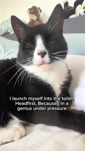 Frog Bathroom Chaos: Felix's Hilarious Adventure