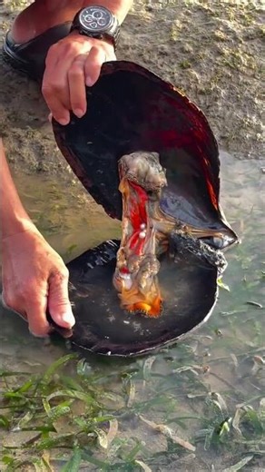 what inside giant shell #viral #shorts #foryou