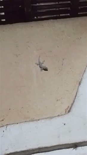 Asian House Gecko Sound Original Ep.250 #short #shortvideo #animals #animation #animal