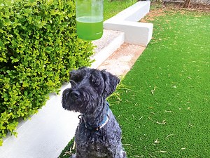 A non-toxic way to keep pests away in summer