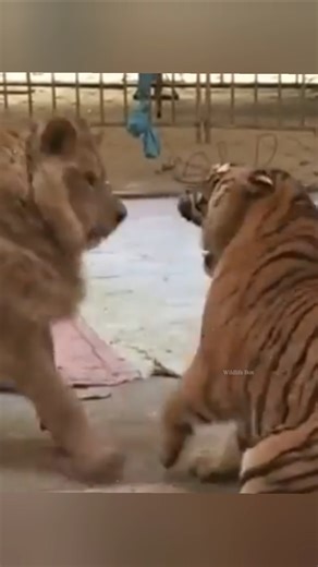 शेर बनाम बाघ: जंगल का असली राजा कौन?😱 | Lion vs Tiger