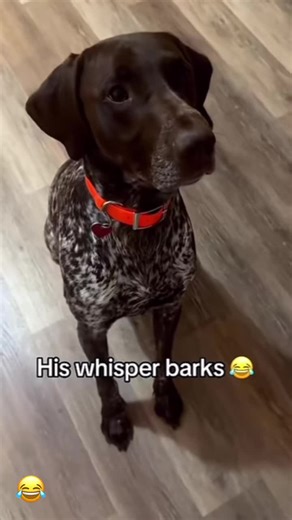 Funny Dog Moments That Will Make You Laugh Out Loud