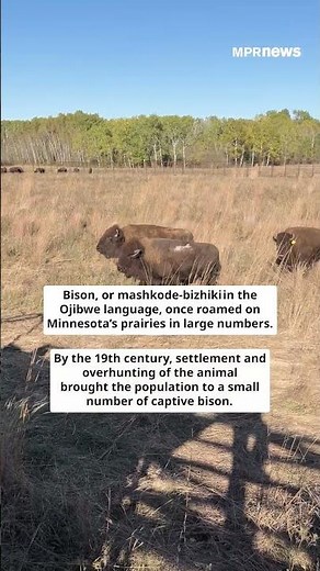 White Earth Nation expands bison herd in northwest Minnesota to 55