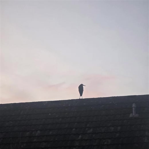 Up early for parkrun and spotted this heron keeping a very close eye on my neighbour’s pond. Nature was up before me 🐦🌅#parkrun #earlymorning #naturebeforecoffee #heron #morninglight