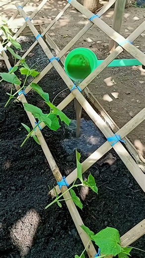 Stop Growing Cucumbers Wrong! Try This Slanted Trellis