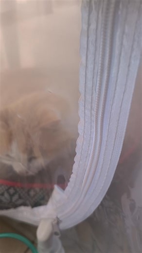 15 reactions | Angel’s Nebulization Session  November started with a heatwave (30°C / 86° F) and it came with a heavy, dusty haze — tough on our cats with allergic asthma. Watch Angel in today's soothing session in their new nebulization tent. Wishing everyone a peaceful Sunday  @topfans | Change One Life | Facebook