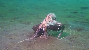 Octopus walks along ocean floor carrying coconut