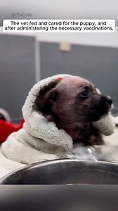 290K views · 10K reactions | A girl found an abandoned puppy and gave it warm home | AnimalLove Stories | Facebook