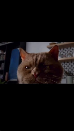 Stunning Live Wallpapers for iPhone 11