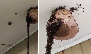 Incredible: Over A Million Army Ants Work Together To Build A Bridge In Order To Attack A Giant Wasp Nest!