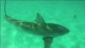 Cape survey measures views on seals, sharks