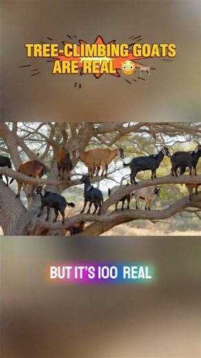 MOROCCO’S TREE-CLIMBING GOATS 🐐🌳 | YOU WON’T BELIEVE THIS!#shorts #curiochirp #morroco #goats