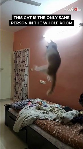 Cat vs Bat: Epic Showdown in the Living Room! || WooGlobe