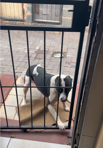 Pitbulls and Animals: Exploring Their World