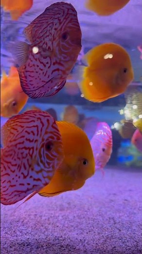 High-Body Golden Discus and High-Body Checkerboard Discus #fish #fishtank #aquarium #tropicalfish