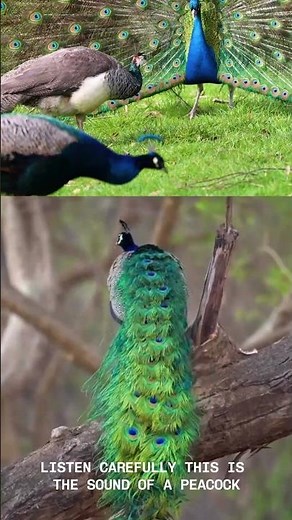 Peacock Name and Sound for Kids | Learning videos for kids | Little Bright Minds #shorts