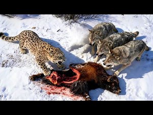 Snow Leopard vs Wolf Pack - Predators Face-Off