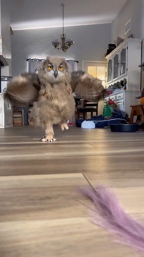 Fantastic owls on Instagram: "Running owl! 😍 Via @big.talons"