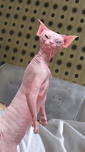dancing sphinx cat #sphinxsecrets #funny #sphynxcat #cwtfbradio #catmemes #dancingvedio