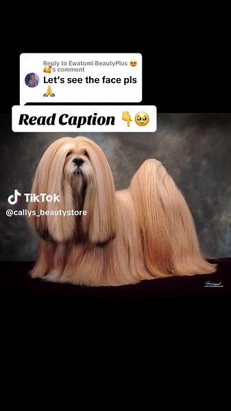 Long-Haired Lhasa Apso Dog Breed - Silky Hair Perfection!