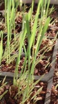 Day 6 off grid wild bird seed germination