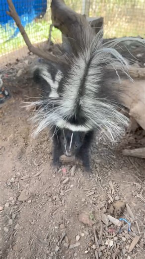 91K views · 2.4K reactions | Look at those fluffy tails! Today we...