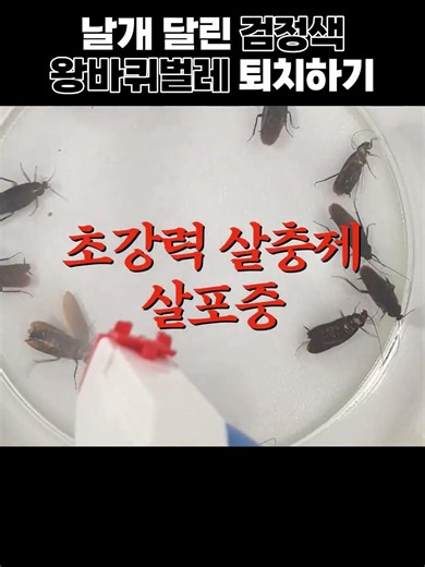 Getting rid of winged black giant cockroaches