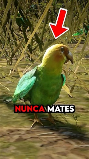 NEVER KILL THIS BIRD IN RDR2