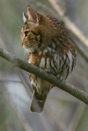 The Legendary Cat-owl Hybrid! 🐱🦉❤️ #cat #owl #catowl #animals #meowl