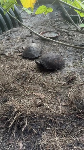 Clutch of Central American wood turtle eggs. What's not to love about this species? They stay small, eat everything from lettuce to worms to fruits. They also have vibrant coloration, especially when born. | Southern Reptiles