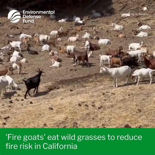 The G.O.A.T. in fire prevention 🔥 🐐 ICYMI: California’s Oakland Zoo said it recently unleashed “fire goats” on the hills of the zoo grounds to mitigate the possibility of a blaze erupting during the state’s wildfire season. Video released by the zoo shows the goats chomping on the dry grasses, which the zoo said reduces “the potential of fires during the hot months of the year.” The goats are brought in annually, the zoo said. “The goats get lots of delicious natural food and we lower our fire
