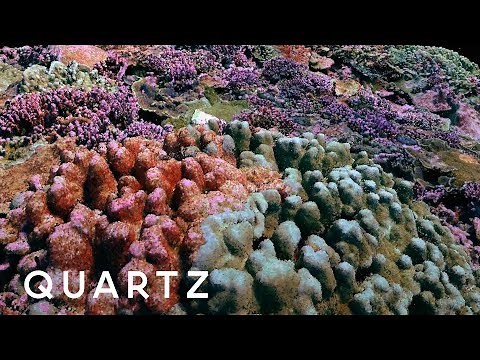 3D photogrammetry maps of coral reefs
