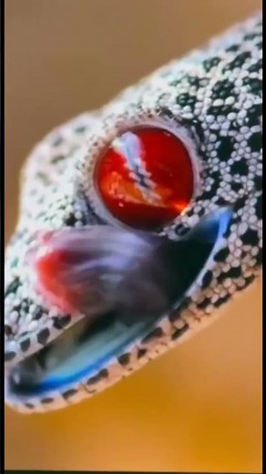 The Eye of the Lizard — A Close Look at Nature’s Perfection 🦎✨