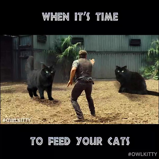 Welcome to purrassic park 😼 @Jurassic World #owlkitty | Owl Kitty