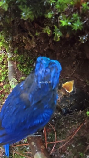 The baby bird is doing okay and seems to have forgotten the scare from the owl.小鸟状态还行，似乎忘记了猫头鹰的惊吓