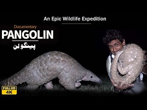 Pangolin |World Most Rarest Mammals |Kashmir diaries |Wildlife Dacumentry