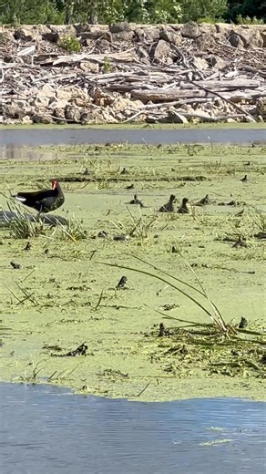 Common gallinule and babies. Not a bird I see often. I’m guessing the high water pushed them out into the open more. | Coppervine Feeders