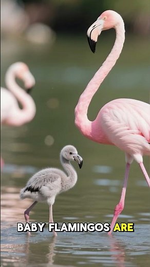 The Secret Behind Flamingo Colors!