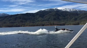 A BRAND NEW episode of #InnovationNation is only a hop, skip and a jump away! Saturday on CBS Dream Team, It’s Epic! | The Henry Ford's Innovation Nation with Mo Rocca