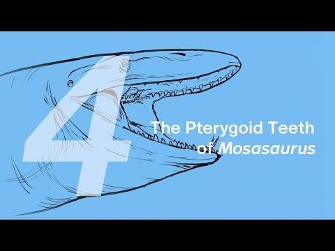 04 The Pterygoid Teeth of Mosasaurus | Join ZHAO Chuang in Drawing Ron the Mosasaurus