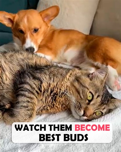 When your cat hates dogs 🤫 #catanddog #puppylove #cuddlebuddies | Cuddle Buddies