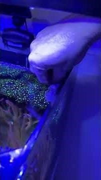 How to prune and change GSP Coral, the Green Star Polyps. #aquarism #reefminuto