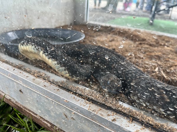 Rattlesnake Round-Up wraps up