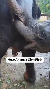 2.3M views · 10K reactions | How Animals Give Birth. #animals #predator #hunting #wildlife #wilddog #cubs #fyp #tiktok #animalsworldsbd #reelsviralシ #fypviral #foryoupage #viralreel #fypage #amazinganimalsworld #animalswildlife #animalslifestyle #facebookreel #reels #doyouknow #animals #animal #animalworld | Do you Know? | Facebook