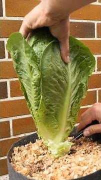Growing Romaine Lettuce from Seed to Harvest in Containers