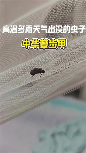 提醒所有住户！雨后频繁出现的黑甲虫，是婪步甲，不是蟑螂！高温潮湿环境让婪步甲大量出土，一到天黑，室内灯光就会吸引它们扎堆涌入家中。很多人踩完虫子后悔不已，臭味弥漫全屋，家里有小孩、敏感肌更要注意，被咬后瘙痒难受。普通花露水拦不住婪步甲，备上这款婪步甲杀虫喷雾，门窗外围提前喷洒阻隔虫群，屋内小虫直接喷施灭杀，告别满屋黑甲虫！#婪步甲#婪步甲杀虫剂 #家用杀虫剂 #黑甲虫 #杀虫剂