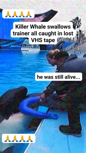 Trainer survives after being swallowed by Killer Whale at SeaWorld #killerwhale #wildanimals | Javier Aliaga