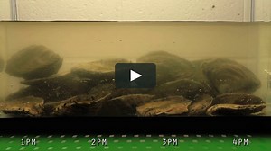 Oyster Filtration Timelapse