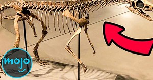 Top 10 Greatest Paleontology Discoveries Of All Time | Articles on WatchMojo.com