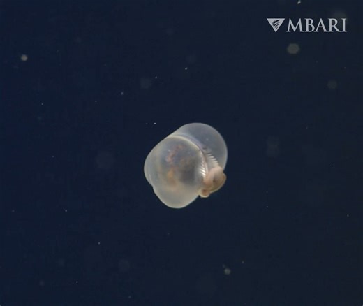 Pigbutts are trending 🐽⁠ ⁠ Our team first spotted the unusual pigbutt worm (Chaetopterus pugaporcinus) in 2001 and had a tough time determining how to categorize such a curious critter. Working closely with our collaborators, we eventually confirmed we had encountered a new species of bristle worm that drifts through the midwater instead of living on the seafloor. This little worm is about the size of a hazelnut, and even using our high-resolution cameras, it took the eagle eyes of our expert b